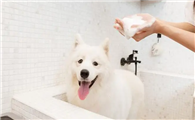 狗狗洗澡的最佳时间
