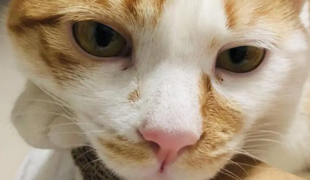橘猫焦糖的故事:带病的流浪猫坚强的活下来!大橘余生请多指教 橘猫焦糖的故事:带病的流浪猫坚强的活下来!大橘余生请多指教