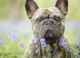法国斗牛犬虎斑色多少钱一只 法国斗牛犬虎斑色多少钱一只