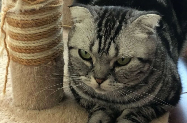 什么猫猫性格好 什么猫猫性格好