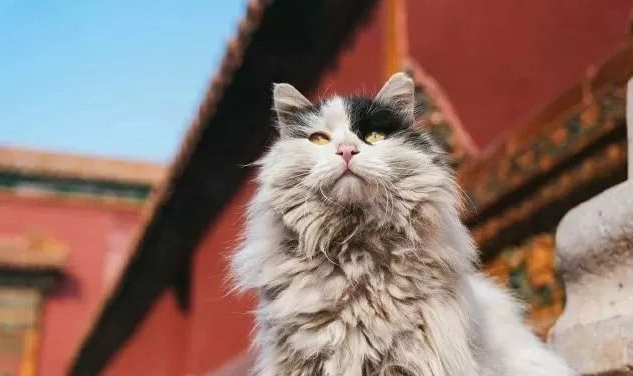 故宫猫鳌拜去世的故事