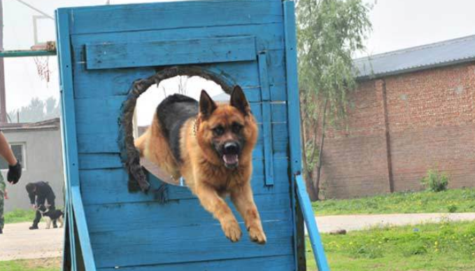 老婆在训犬基地的秘密