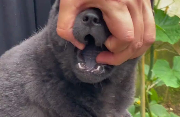 土狗一定要个黑舌头