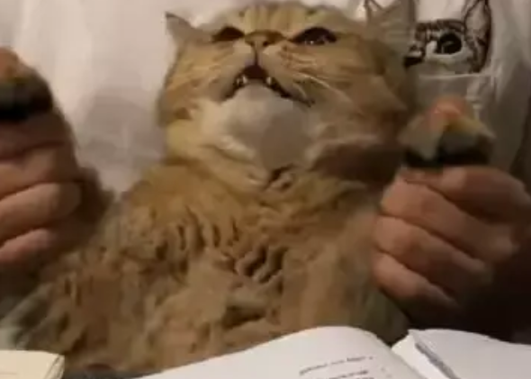 主人教小猫咪学英语，猫咪全程生无可恋：生活终于对朕下手了