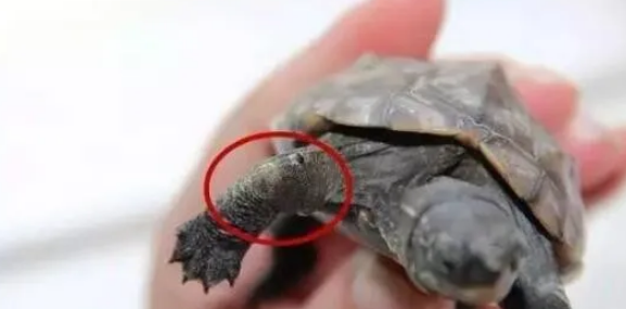 如何判断乌龟是否健康?可以从这4点出发 如何判断乌龟是否健康?可以从这4点出发