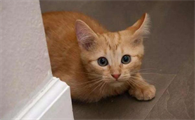 猫条狗狗可以吃吗