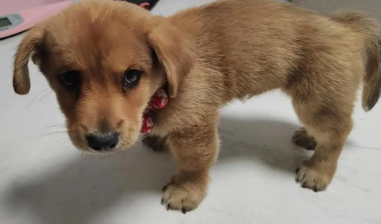 星期狗怎么辨别