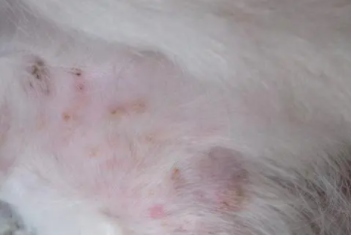 狗狗为什么得湿疹