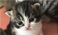 20天的小猫会自己排便吗