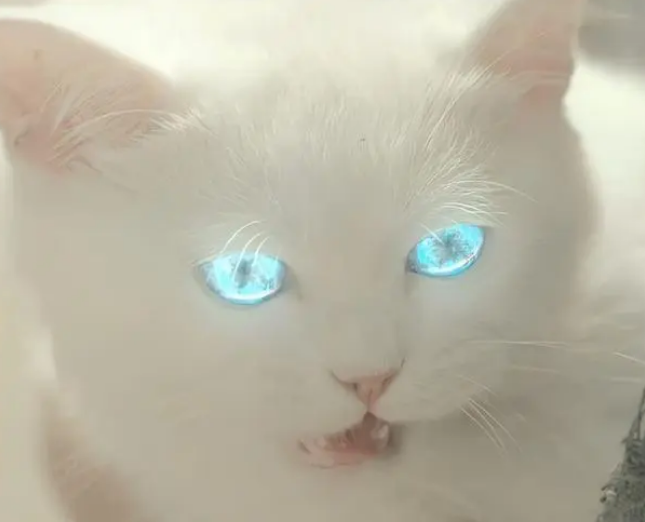 猫妖会害人吗