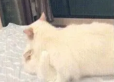 拖着疲惫的身子回家,却看到一部“猫片”,铲屎官:我受不了了!