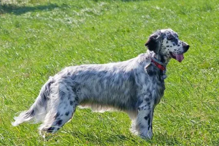 英格兰猎犬多少钱一只 英格兰猎犬多少钱一只
