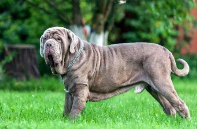 教父犬厉害吗? 教父犬厉害吗?
