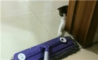 84拖地干了可以让猫玩吗
