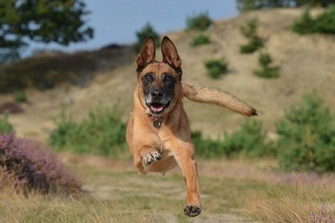 警犬退役后领养价格