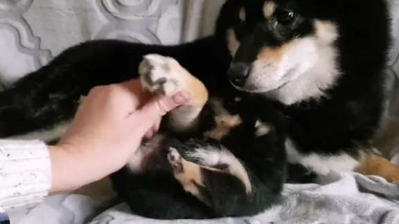 柴犬紧抱自己孩子,哀求主人放下它,就生了一只,别送走了 柴犬紧抱自己孩子,哀求主人放下它,就生了一只,别送走了