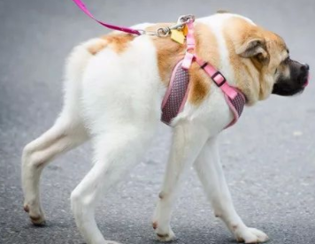 生出畸形的狗怎么办