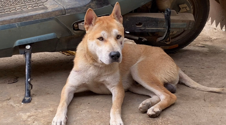 广西土猎犬怎么看纯不纯