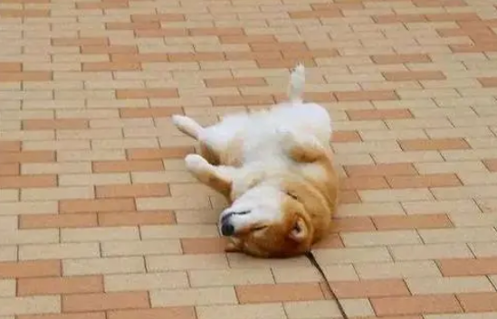耍赖是什么意思 耍赖是什么意思