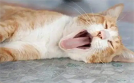 猫一分钟呼吸多少正常