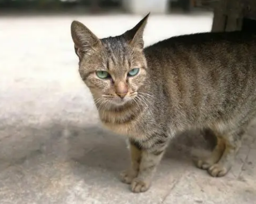 麻猫是什么品种