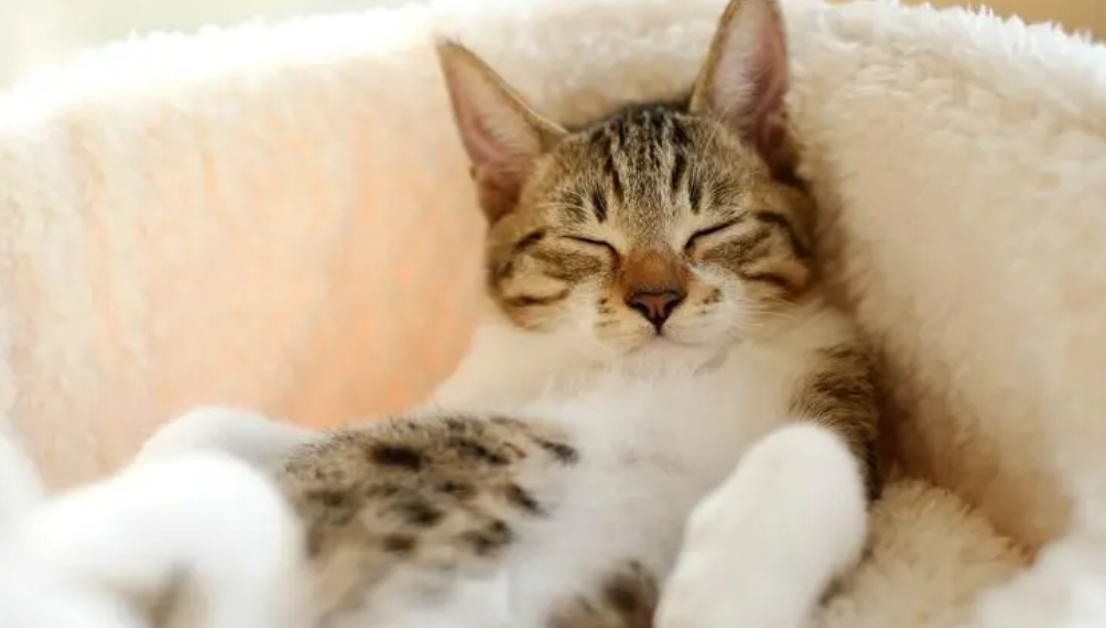 猫血栓是什么引起的