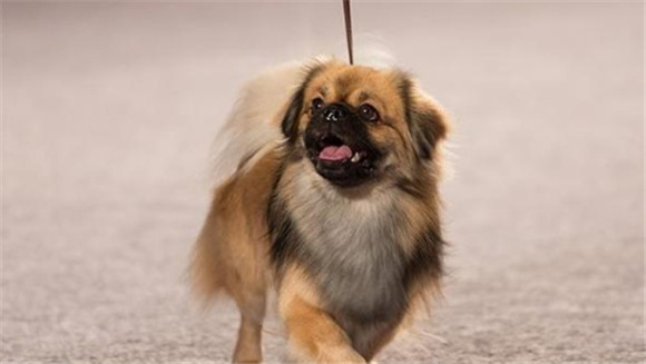 藏区袖狗幼犬图片 藏区袖狗幼犬图片