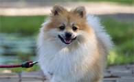 我要看萌犬 最可爱的幼犬