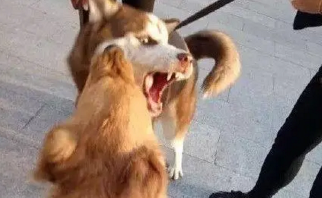哈士奇路遇金毛一直挑衅对方,结果二哈躺在了医院手术台上 哈士奇路遇金毛一直挑衅对方,结果二哈躺在了医院手术台上