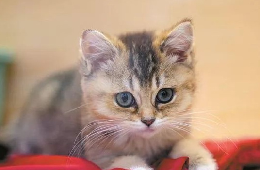 免费领养猫的真相或是贷款买猫:是爱心行动还是暗藏玄机? 免费领养猫的真相或是贷款买猫:是爱心行动还是暗藏玄机?