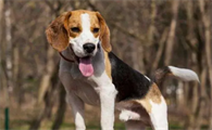 米格鲁犬图片与价格