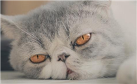 猫像卡痰一样咔咔咔