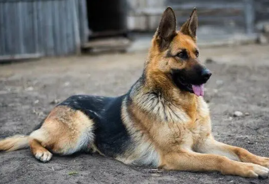 十种常见的牧羊犬 十种常见的牧羊犬