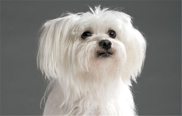 马耳他犬和比熊哪个好 马耳他犬和比熊哪个好