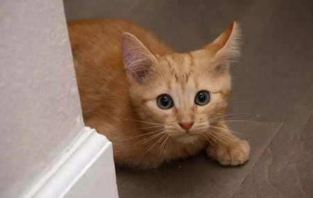 猫条狗狗可以吃吗