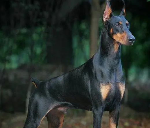 杜宾犬的智商排名