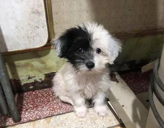 阴阳脸狗为什么不能养 阴阳脸狗为什么不能养