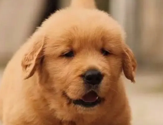 繁殖犬的种公会悲惨吗