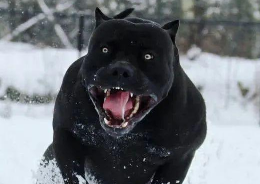 黑豹犬是卡蒂罗犬吗