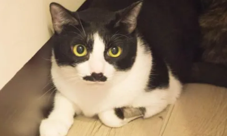 cat猫的发音