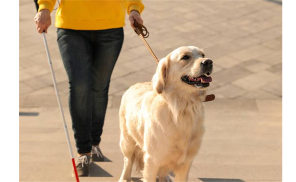 导盲犬乘公交车法律规定 导盲犬乘公交车法律规定