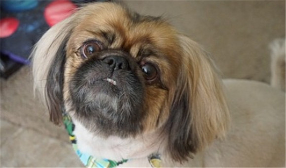 拉萨犬爱叫吗 拉萨犬爱叫吗