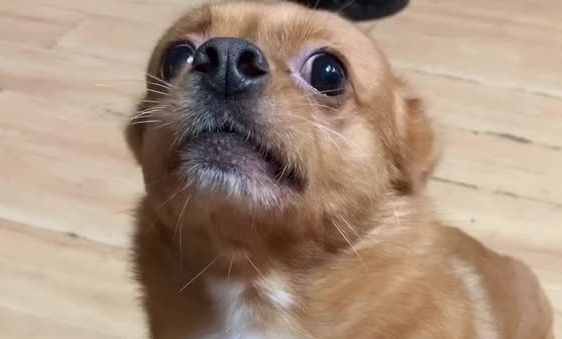 中华田园犬哈尼只叫哈尼的狗