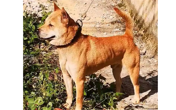 广西士猎犬能长多大