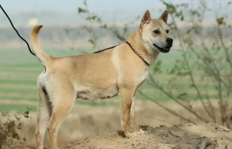 广西土猎犬护主吗