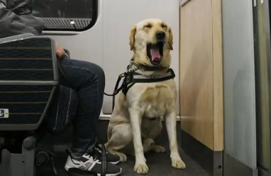 导盲犬坐高铁要买票吗