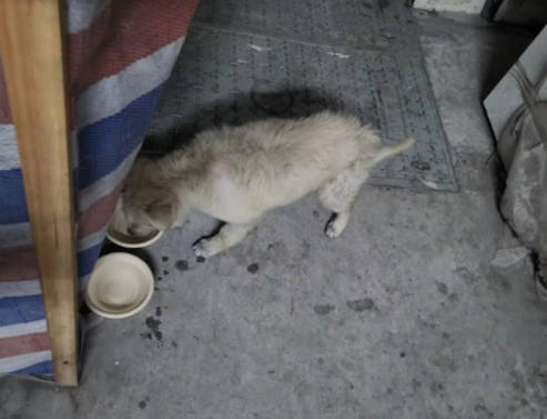 两只流浪狗生活在地下车库,靠着好心大叔喂食存活 两只流浪狗生活在地下车库,靠着好心大叔喂食存活