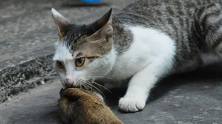 猫天性吃老鼠吗 猫天性吃老鼠吗