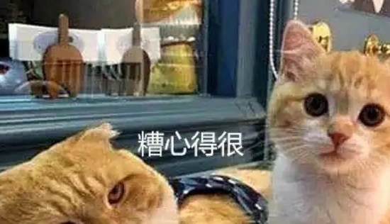 胖橘猫生了几只宝宝,唯独这只小奶猫不被待见,原因让人笑喷 胖橘猫生了几只宝宝,唯独这只小奶猫不被待见,原因让人笑喷