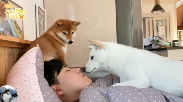 3只柴犬从小睡主人身上,长大后悲剧了,还当自己是奶狗呢 3只柴犬从小睡主人身上,长大后悲剧了,还当自己是奶狗呢